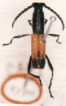 Assycuera waterhousei