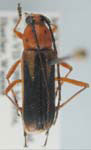 Axestoleus quinquepunctatus