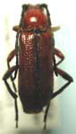 Batyle suturalis cylindrella