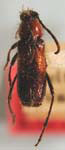 Batyle suturalis infuscatus