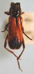 Batyle suturalis melanicollis