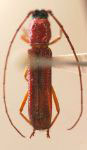 Ceralocyna coccinea