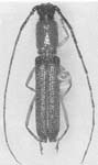 Ceralocyna militaris