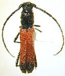 Ceralocyna onorei