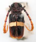 Charinotes fasciatus