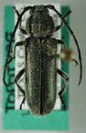 Chemsakiella ricei