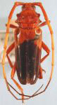 Chydarteres bicolor