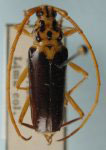 Chydarteres dimidiatus notatus