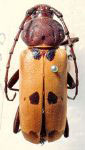 Crioprosopus divisus