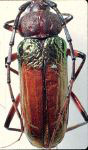 Crioprosopus gaumeri