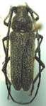 Crossidius ater