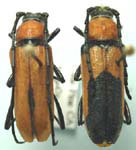 Crossidius coralinus caeruleipennis