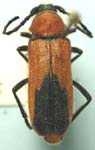 Crossidius coralinus coralinus