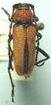 Crossidius coralinus monoensis