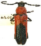 Crossidius coralinus parviceps