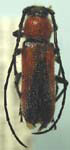 Crossidius discoideus blandi