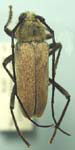 Crossidius hirtipes allgewahri