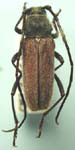 Crossidius hirtipes brunneipennis