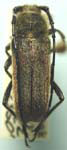 Crossidius hirtipes cerarius
