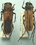 Crossidius suturalis suturalis