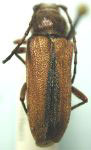 Crossidius testaceus australis