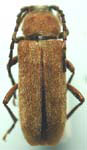 Crossidius testaceus testaceus