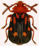 Ctenodes decemmaculata