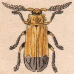 Ctenodes geniculata