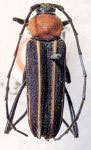 Cyphosterna quadrilineata