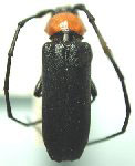 Deltaspis nigripennis