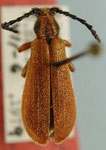 Elytroleptus limpianus