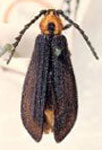 Elytroleptus nigripennis