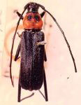 Entomosterna cruentata