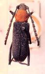 Eriphus bahiensis