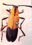  Eriphus dimidiatus