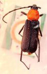 Eriphus haematoderus