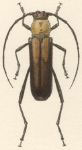 Eriphus prolixus