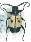 Georgiana xanthomelaena