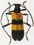 Giesbertella mimetica