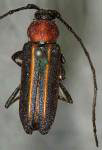 Mannophorus laetus