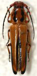 Metopocoilus picticornis