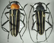 Neotaranomis australis