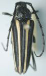 Neotaranomis sinaloae