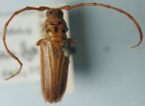 Oxymerus punctatus