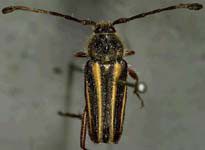  Perarthrus vittatus