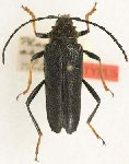  Phaedinus abnormalis