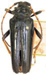  Phaedinus flavipes