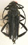  Phaedinus hirtipes