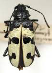  Poecilopeplus flavescens