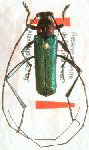  Pseudodeltaspis carolinae